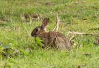 Kaninchen