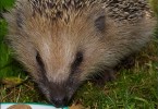 Hedgehog
