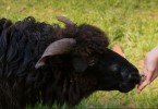 Black Sheep