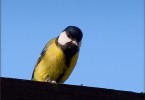 Great Tit