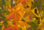 Herbstfarben 2