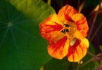 Buggy Nasturtium