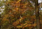 Indian Summer in Ratingen 3