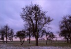 Traditional Orchard