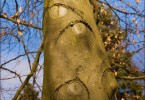 Knob Tree