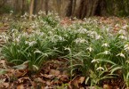 Der Frühling ist da 1