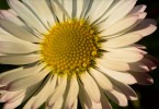 Daisy