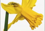 Daffodil