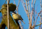 Great Tit