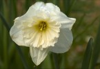 Daffodil