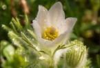 Pasque flower