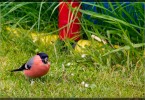 Bullfinch