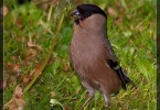 Lady Bullfinch