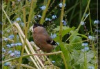 Bullfinch Lady