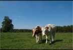 Cows in Netherland