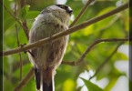 Long-Tailed Tit 2