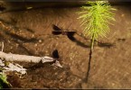 Red Damselflies