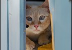 French Cat 3