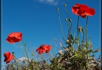 Poppies