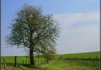 Baum im Frühjahr