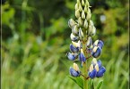 Blue Lupine