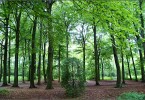 Grüner Wald