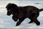 Katie Playing in the Snow 1